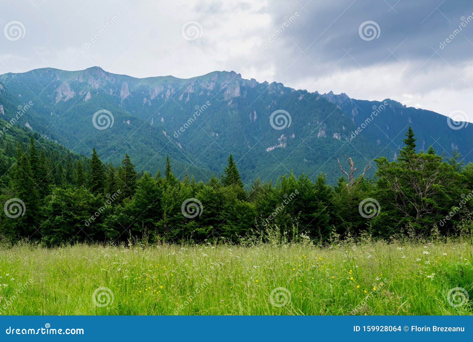scenic landscape of sub mountain area with large open grass field and evergreen fir trees