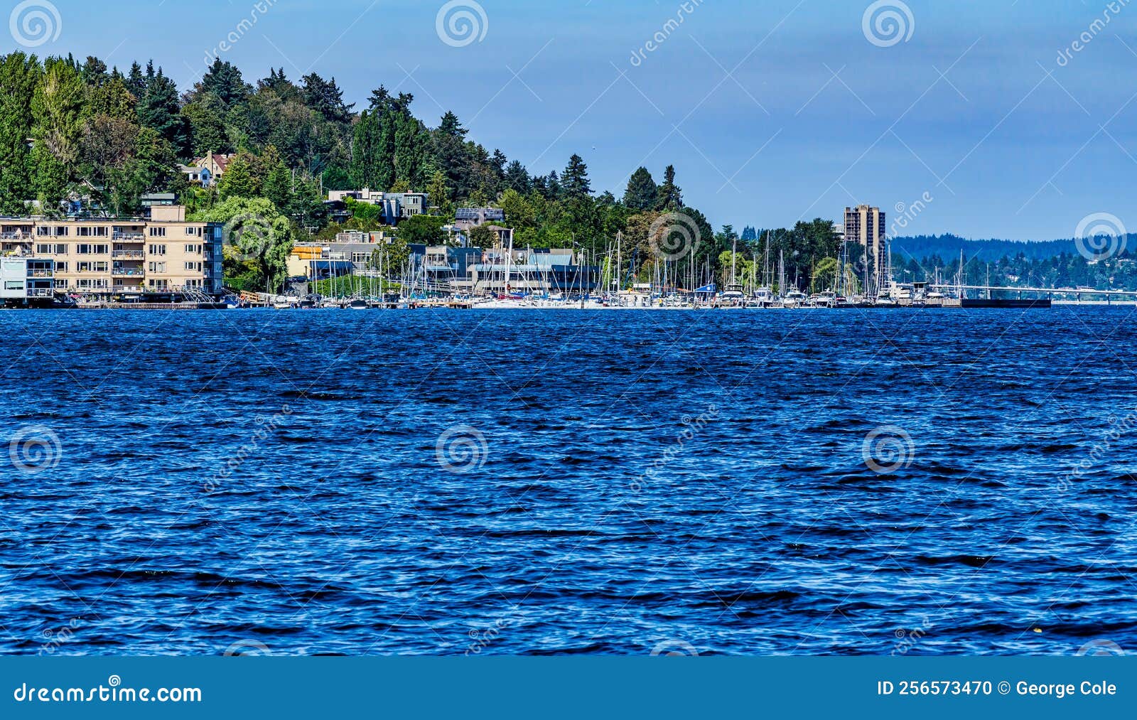 Scenic Leschi Marina stock photo. Image of buildings 256573470
