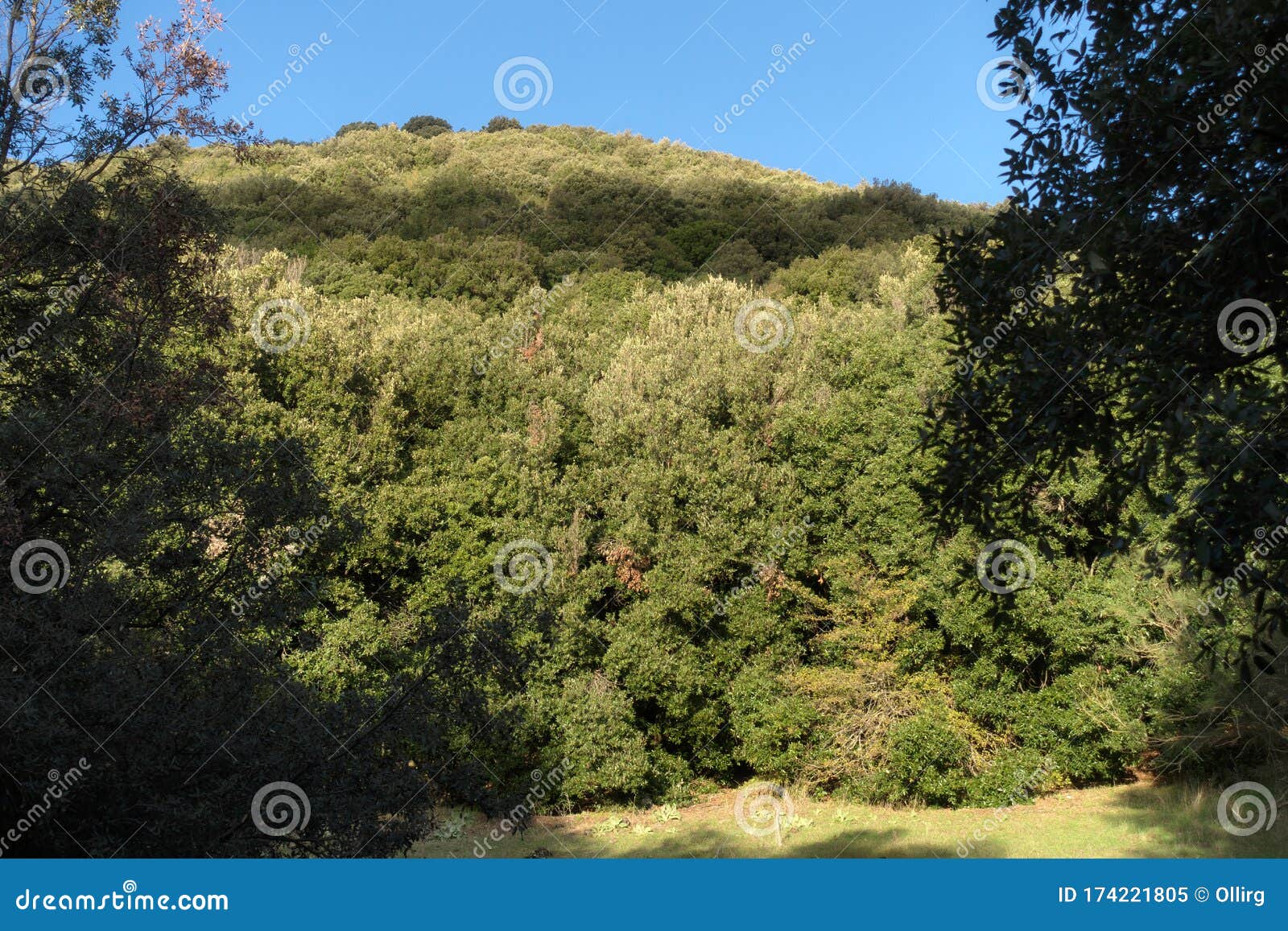 scenic mount oak holm trees covered