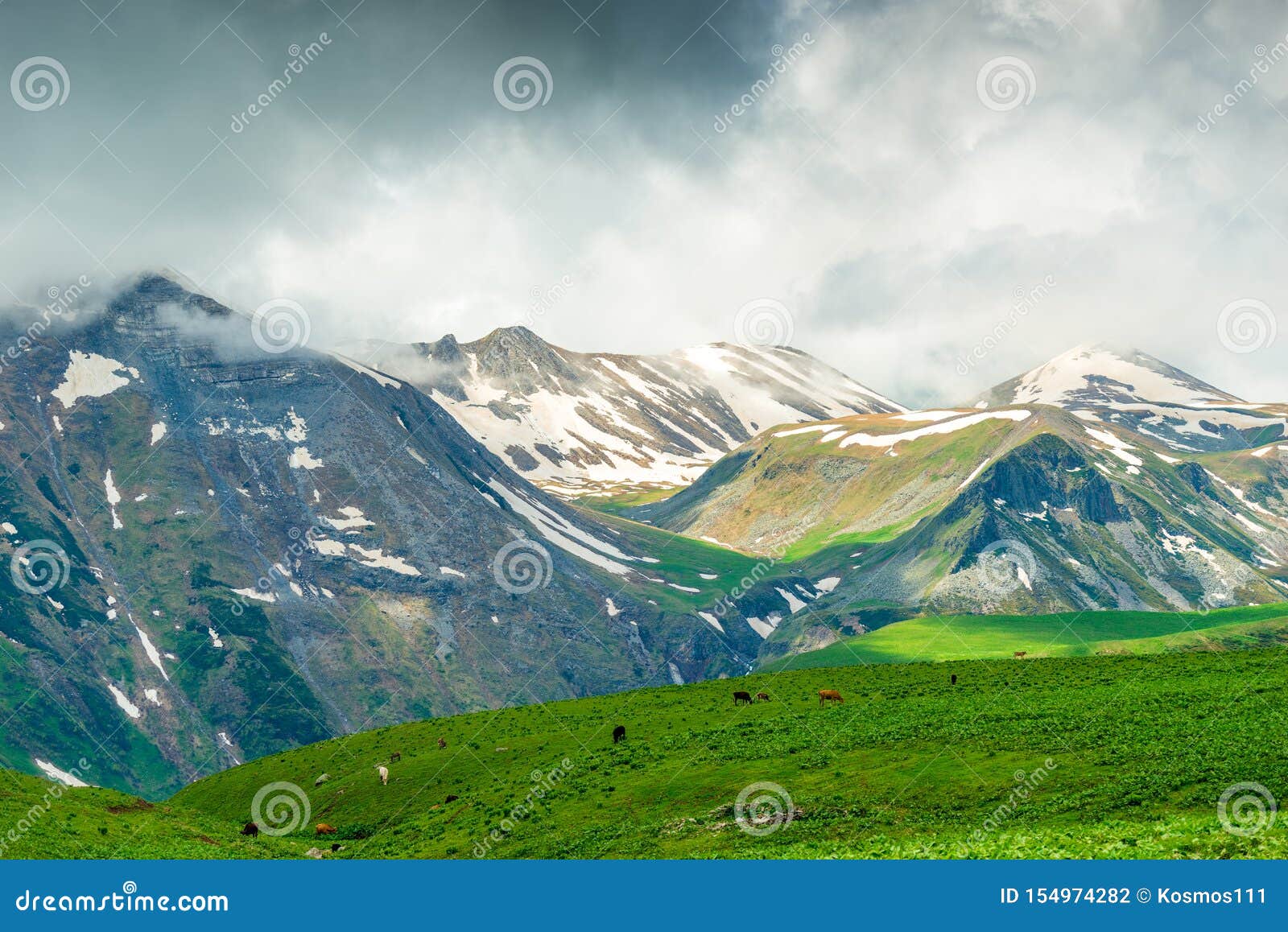 Scenic Mountains Snow Green Meadow And Cows Caucasus Nature Stock