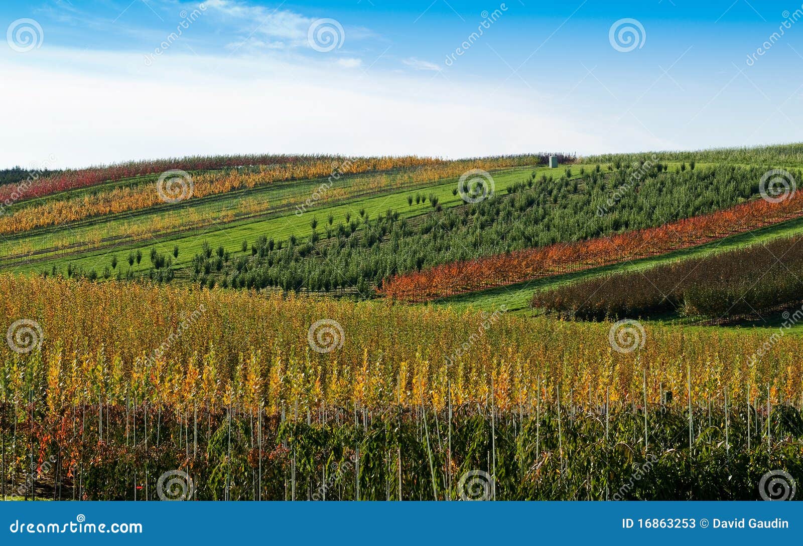 Scenic Nursery Near Gresham Oregon Stock Image Image of shrubbery