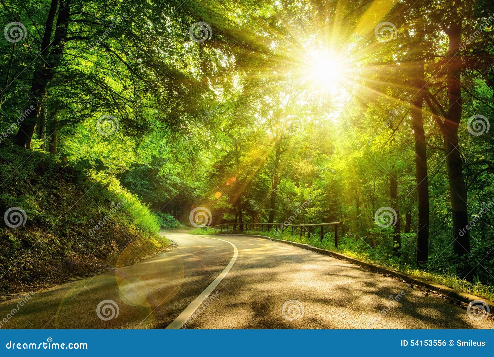 scenic road in a forest