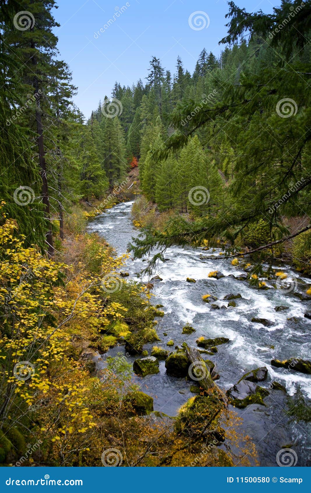 Scenic Rogue River Oregon Stock Photo Image of ponderosa, flowing