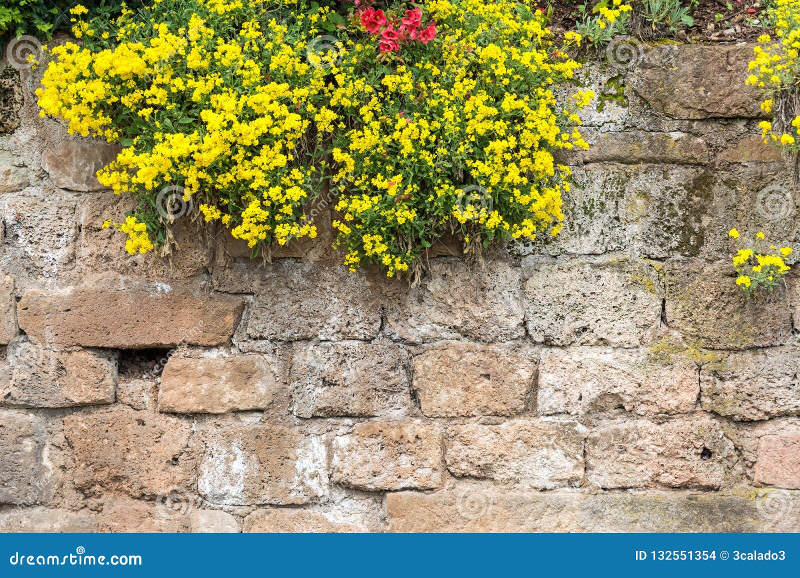 Scenic Medieval Castle Wall with Flowers Stock Photo - Image of rugged