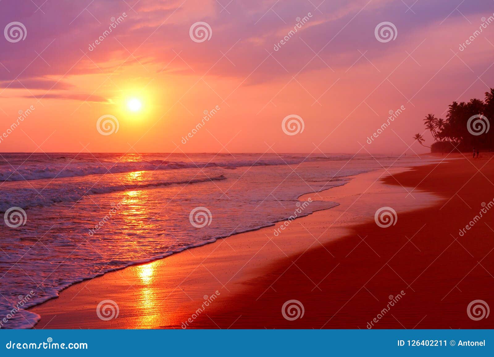 scenic tropical beach with palm trees at sunset background, sri lanka