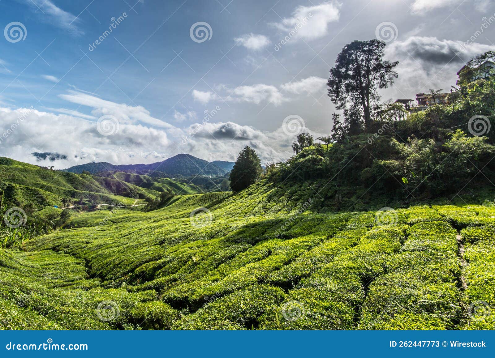 Scenic Valley with Green Tea Plantation Stock Image Image of view