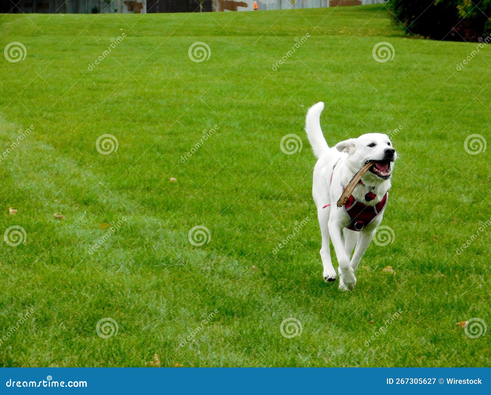 scenic view of an akbash dog running around in a park holding a stick with its mouth