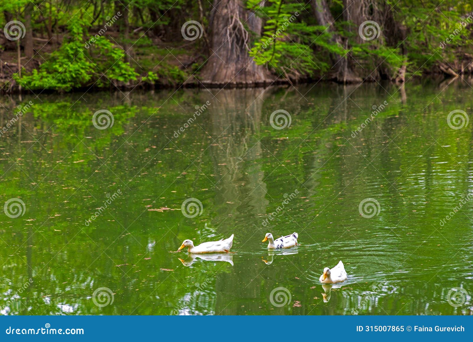 scenic view of the bandera city park, texas