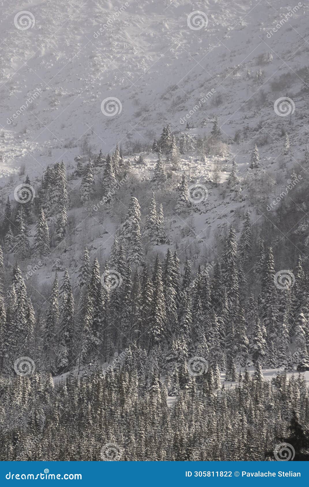 scenic view of carpathian mountains during the winter with cabins or various human settlements