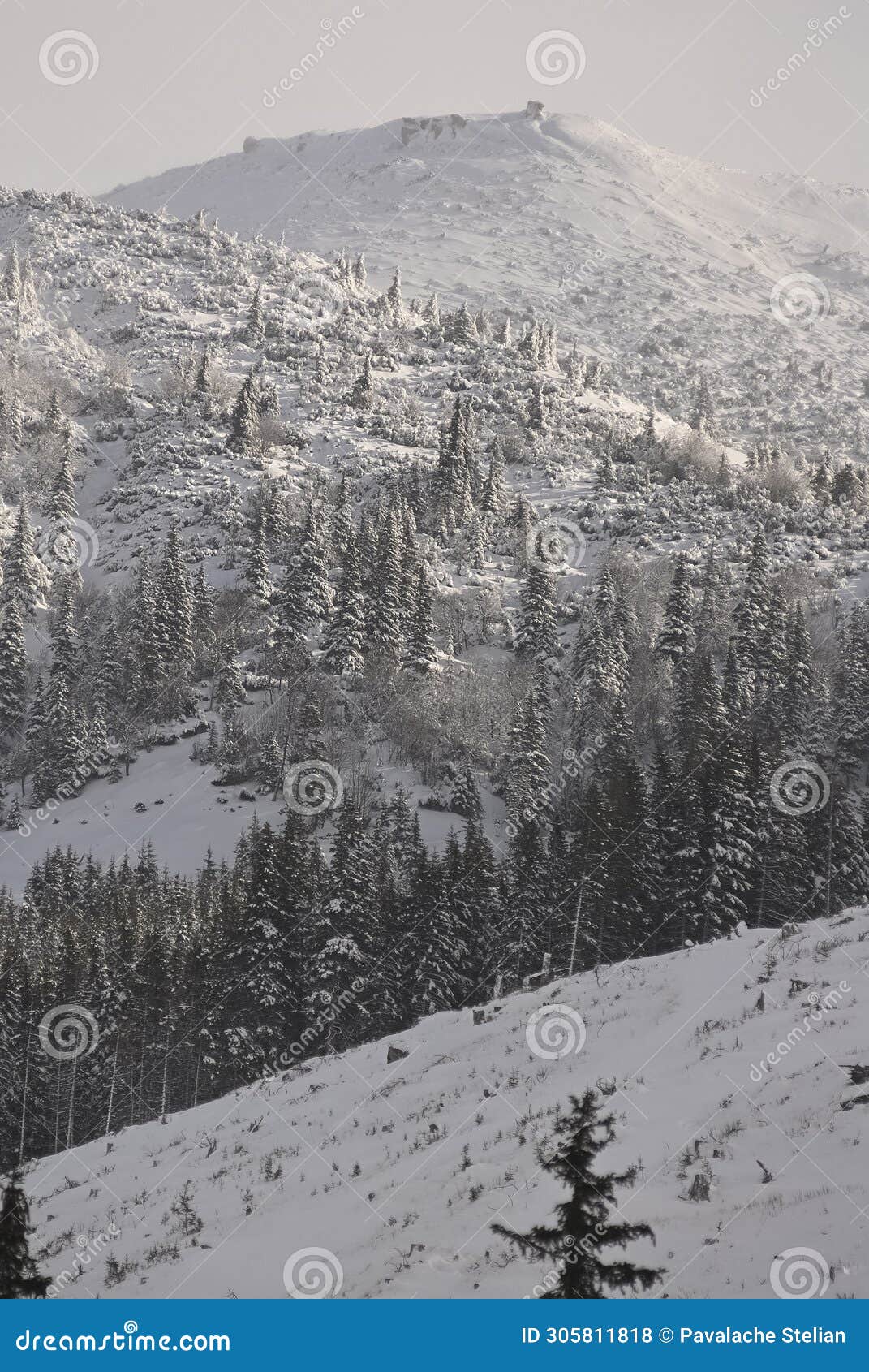 scenic view of carpathian mountains during the winter with cabins or various human settlements