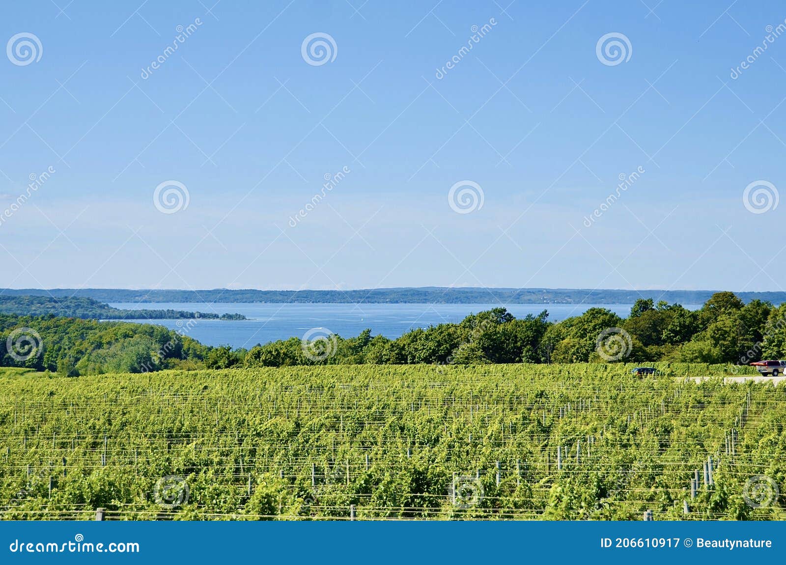 scenic view of lakeshore with vineyard, michigan
