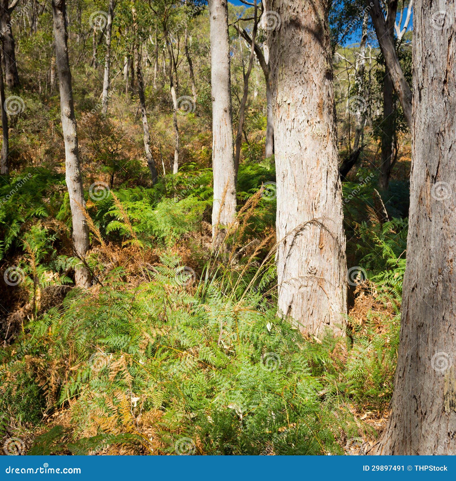 Australian Bush Landscape stock image. Image of tree 29897491