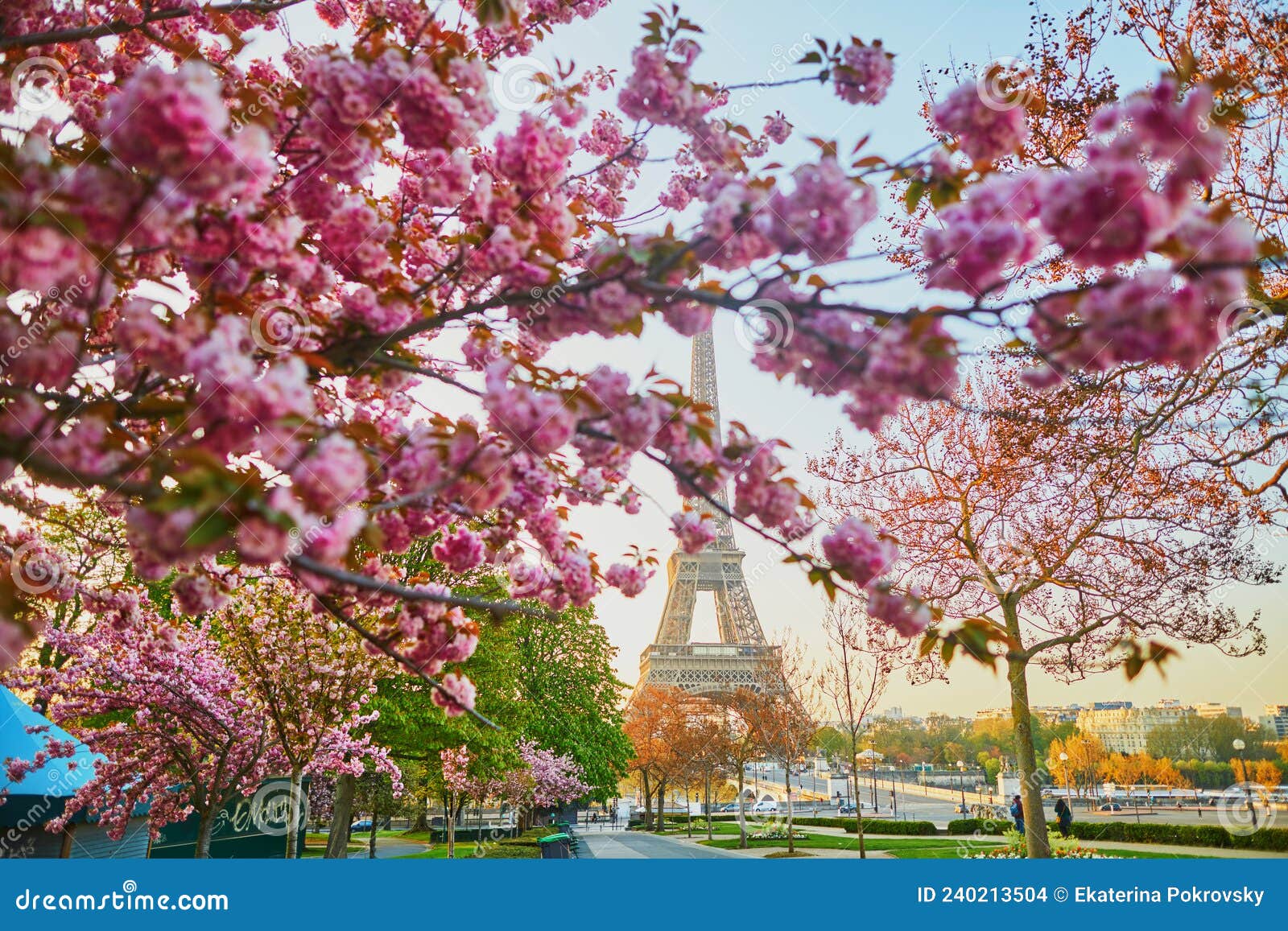 Scenic View of the Eiffel Tower with Cherry Blossom Trees in Bloom in