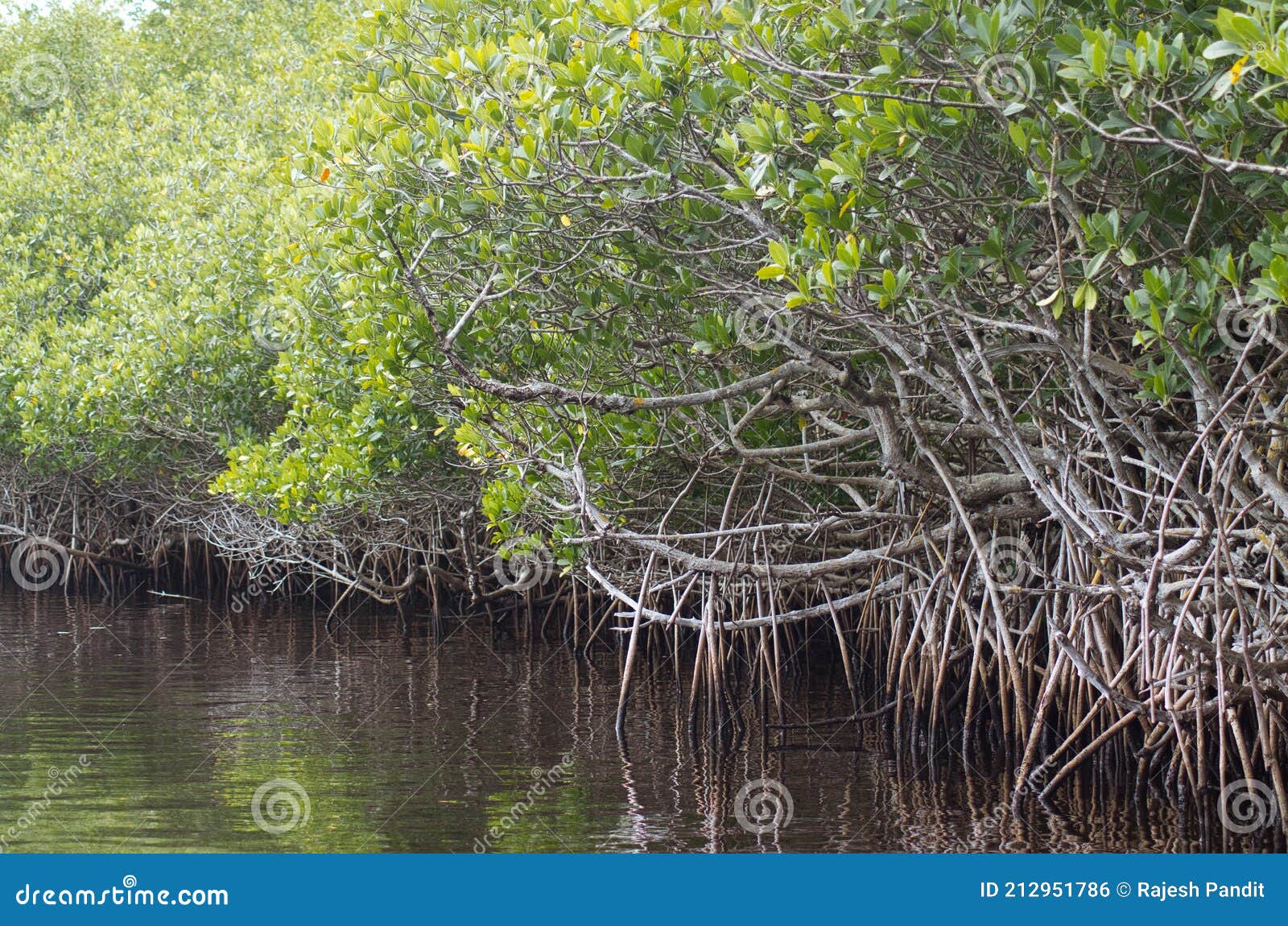 A Scenic View of Famous Everglades Swamps and Wildlife in Florida, USA ...