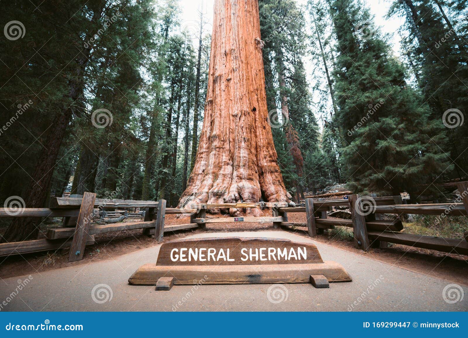 general sherman tree, the world`s largest tree by volume, sequoia national park, california, usa