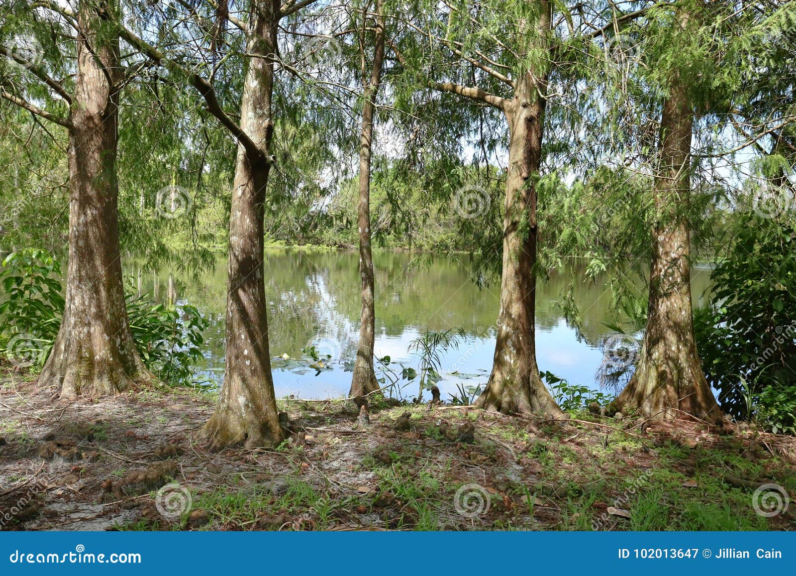 Scenic View Of Flamingo Gardens In South Florida Usa Stock Image