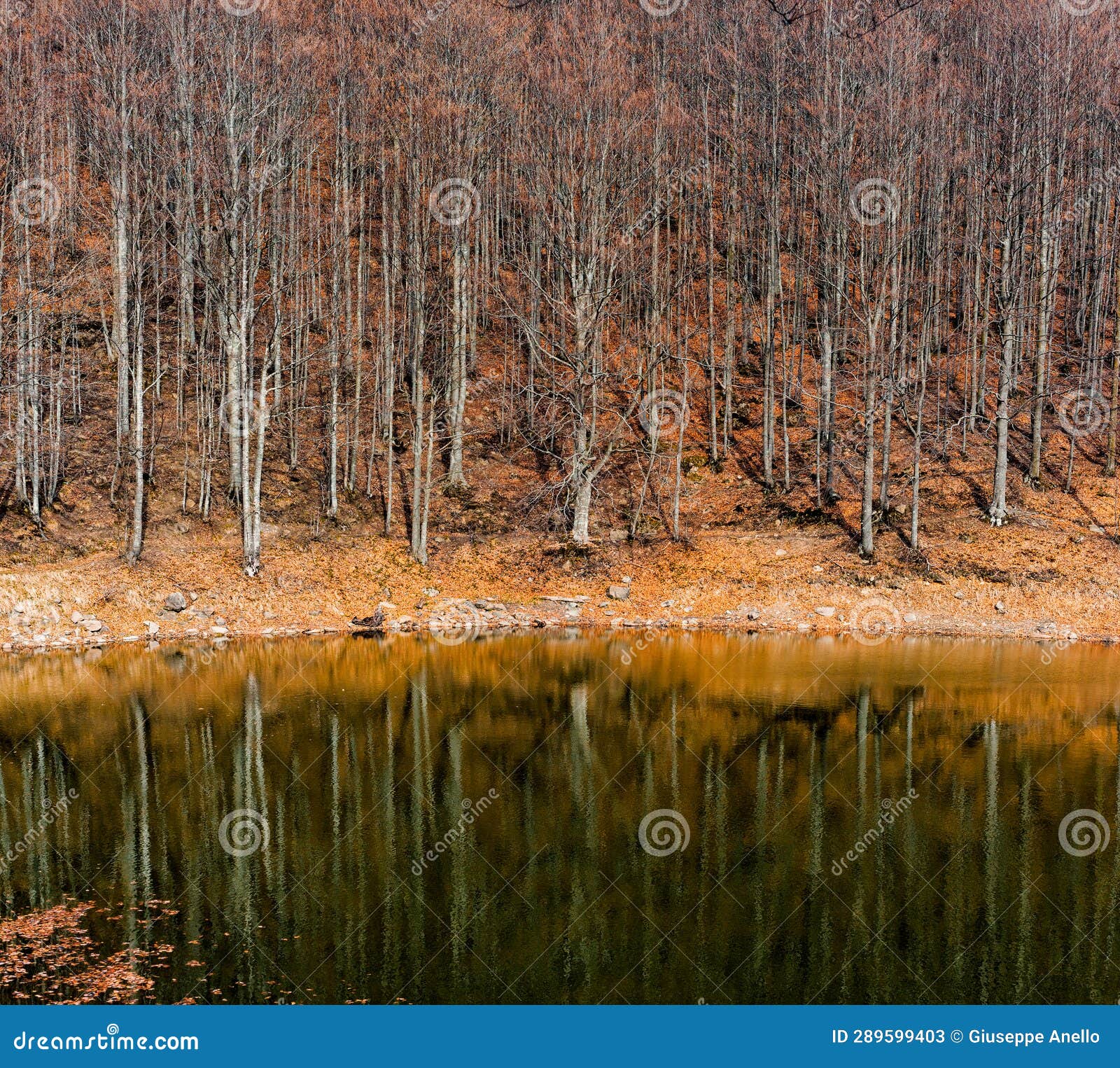 scenic view of lake by trees against sky, lago scuro, ventasso