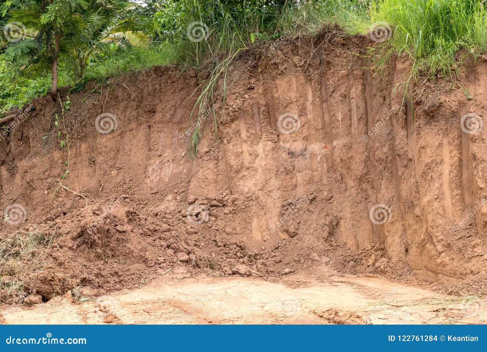 Soil Erosion And Digging Under The Tree. Stock Photo Image of green