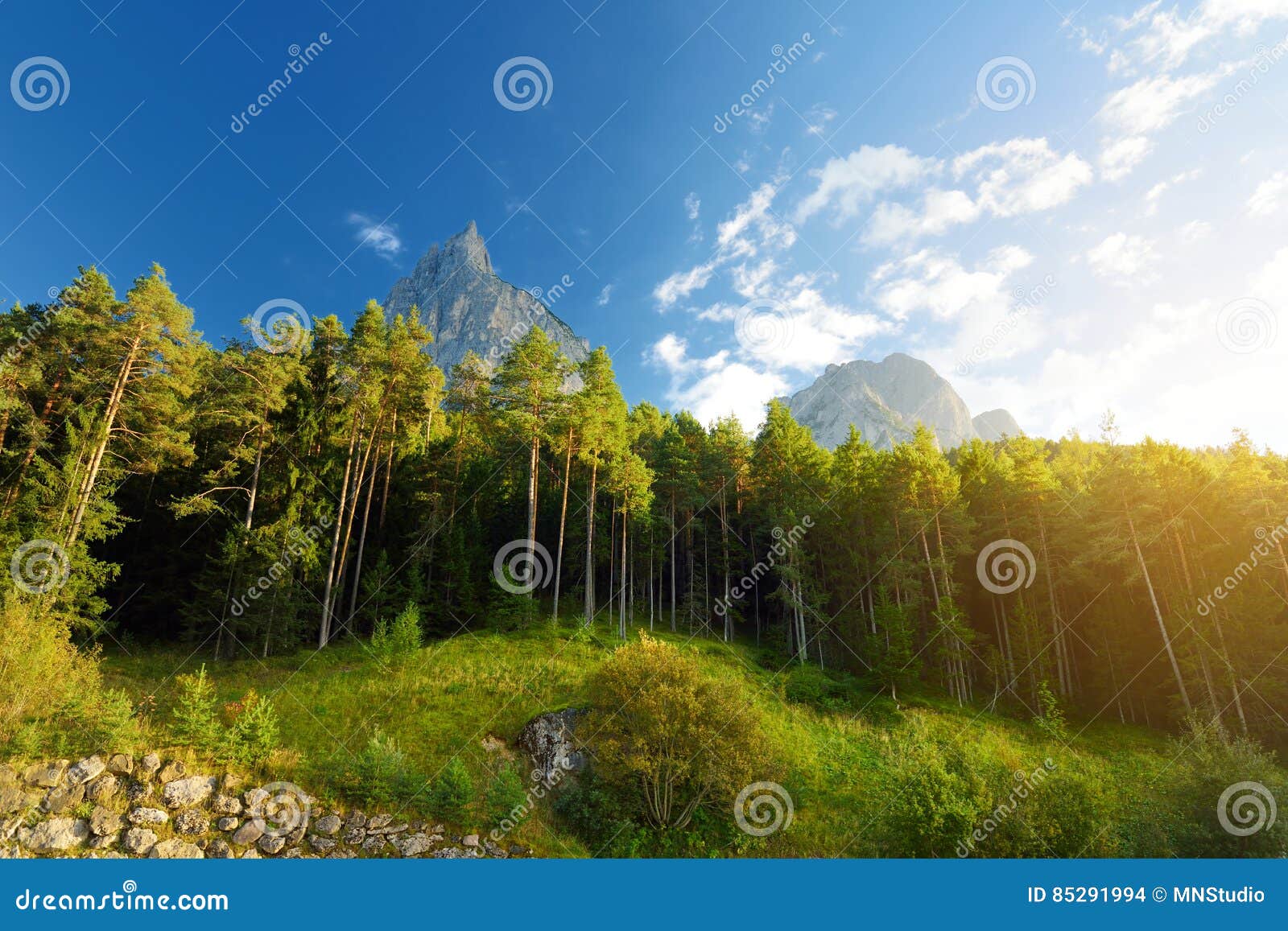 scenic view of mixed pine and deciduous forest in south tyrol, renon/ritten region, italy