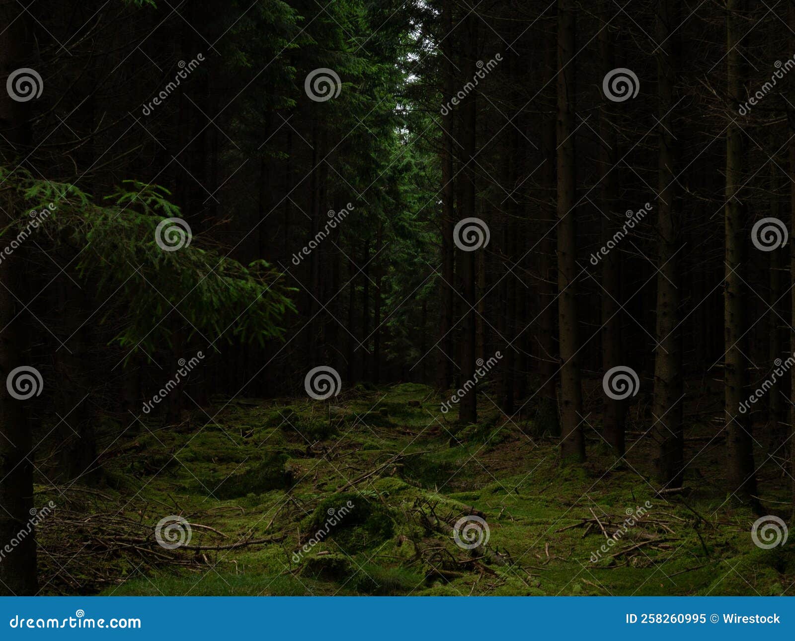 Scenic View of a Mysterious Evergreen Forest with Tall Trees Stock