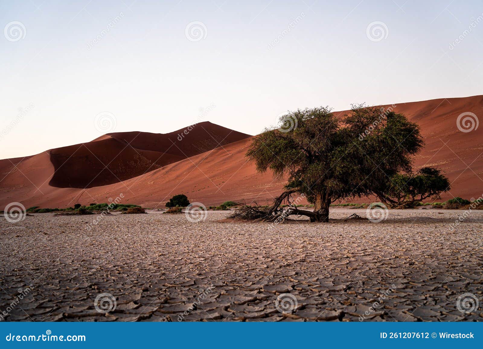 Scenic View of the Namib Desert with a Tree in Africa Stock Photo Image of nature, orange