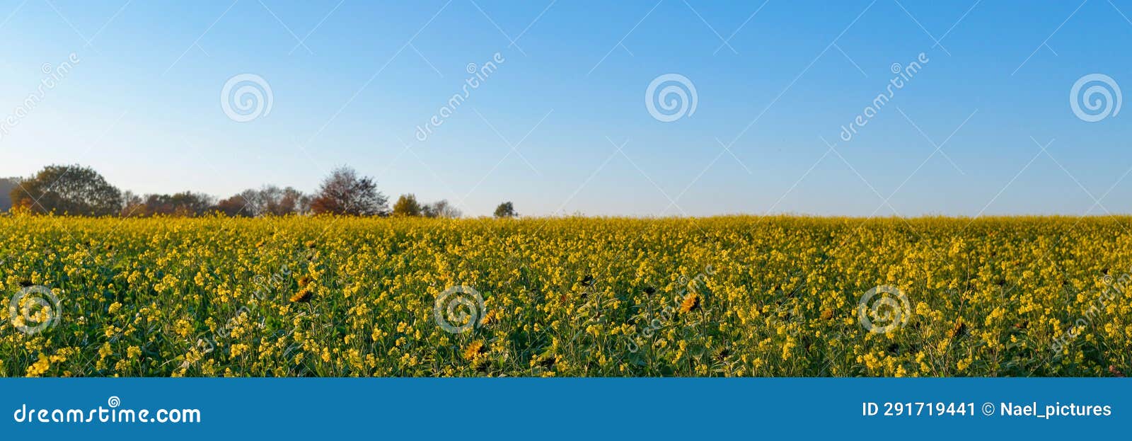 scenic view of rapeseed field in autumn