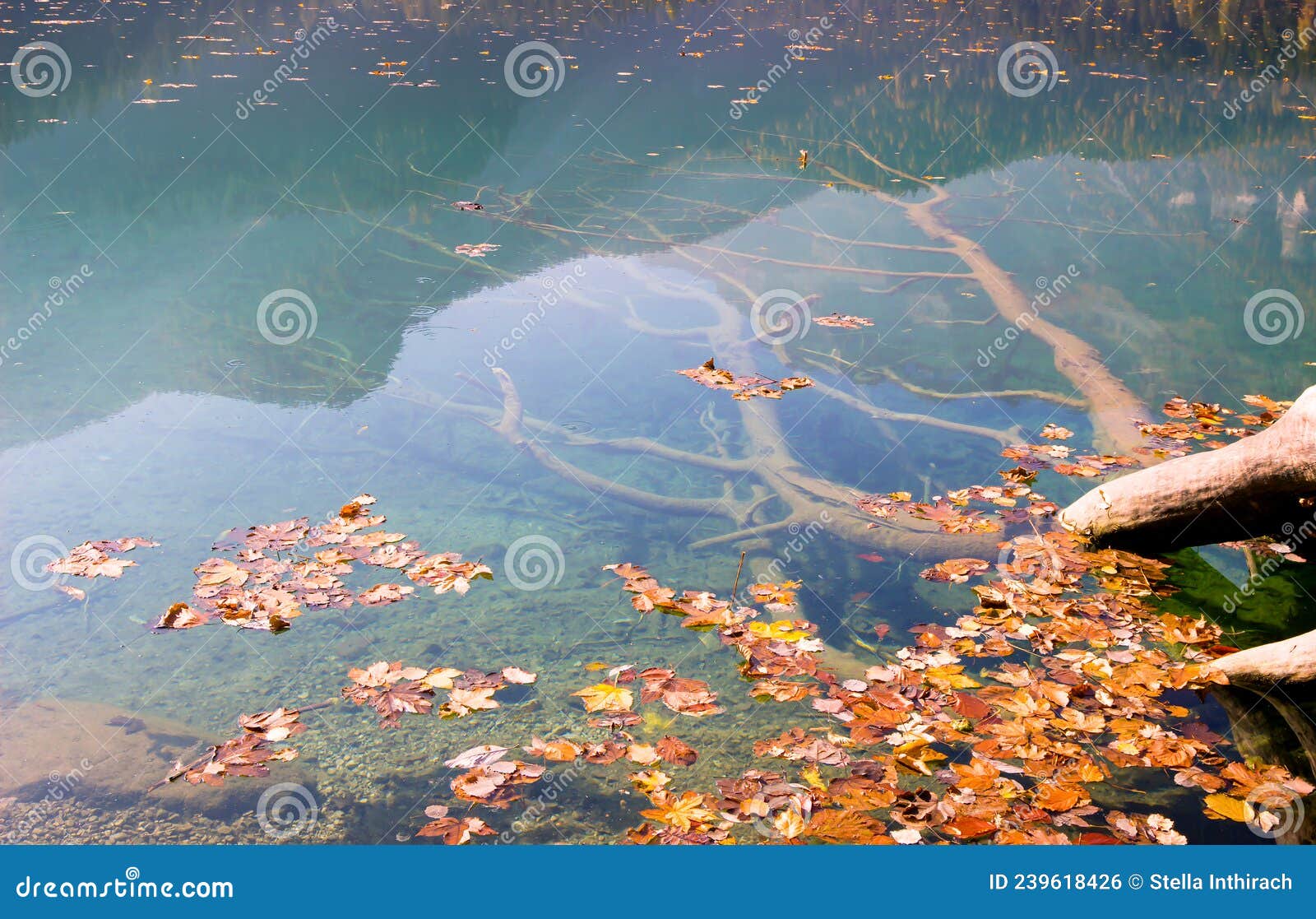 Scenic View Of Submerged Tree Trunks In Azure Clear Water Of The Lake