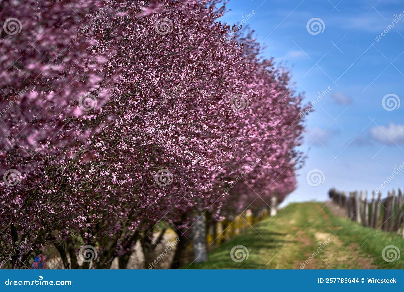 Scenic View of a Trail Near Cherry Blossom Stock Photo Image of