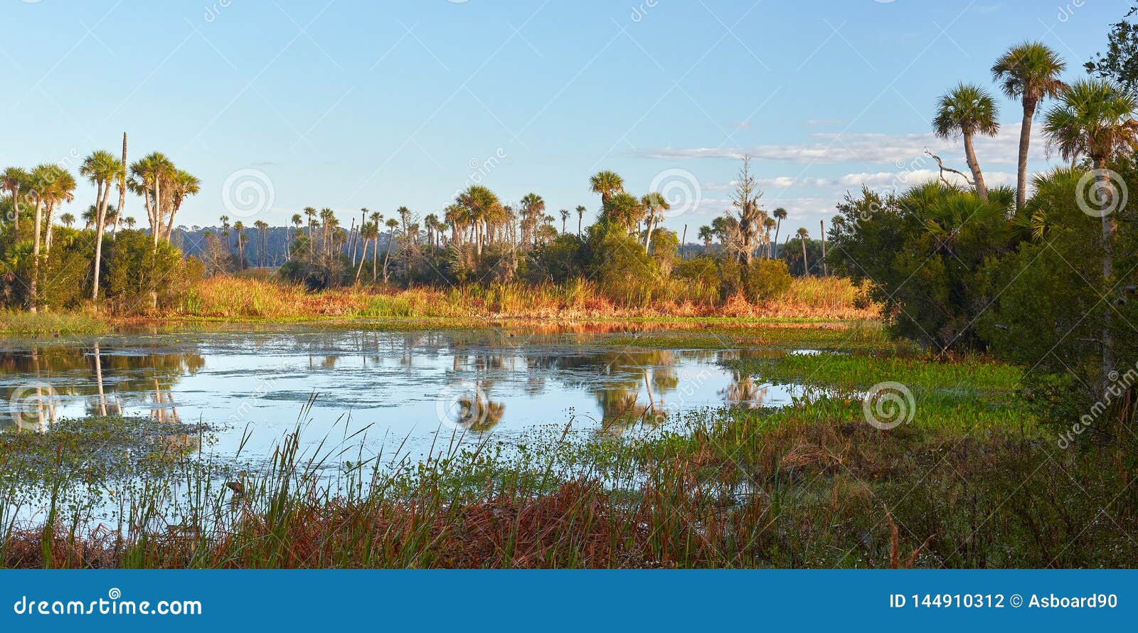 scenic view of a wetlands environment near orlando, florida