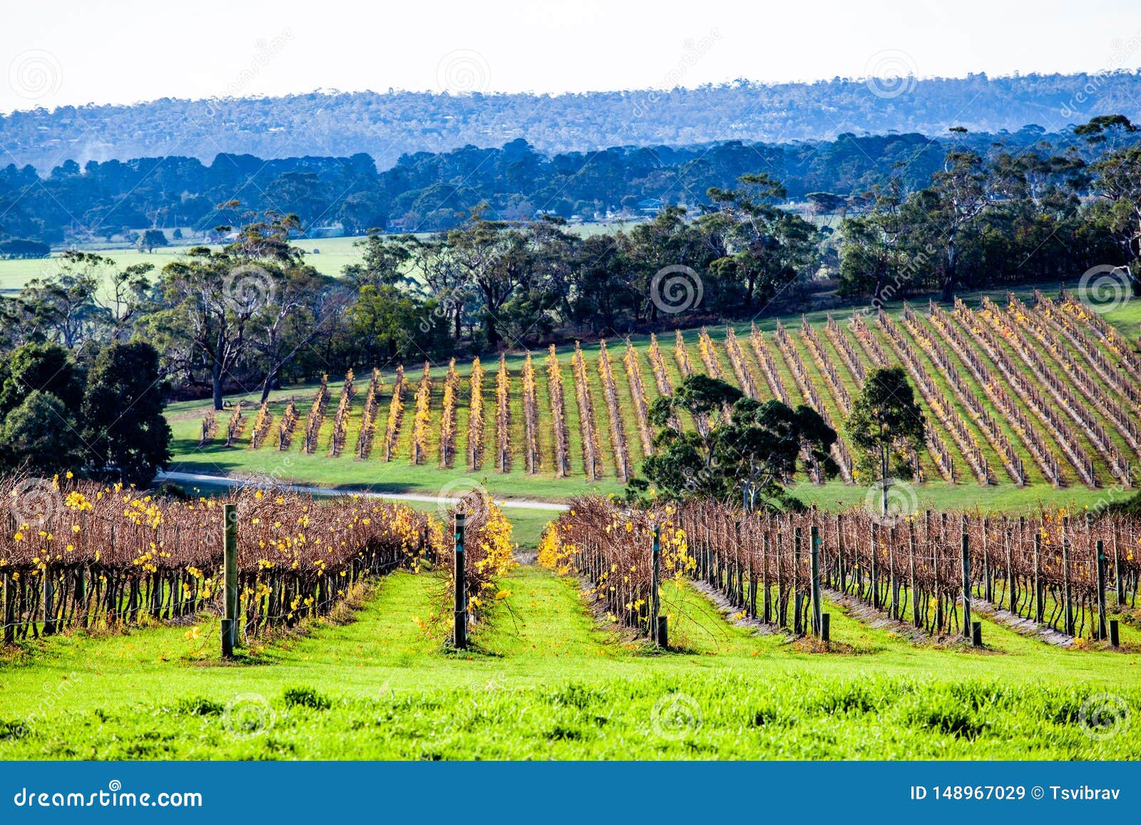 winery in autumn on mornington peninsula.