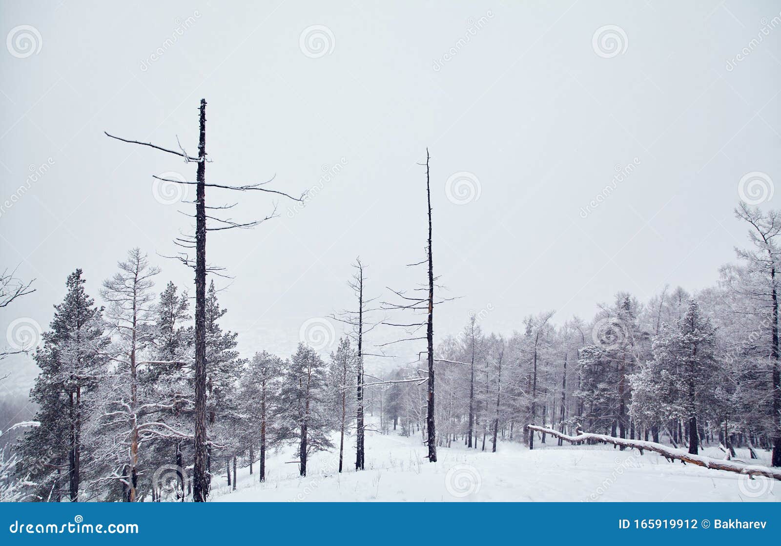 Scenic Winter Landscape Background. View Trees with Snow. Minimalism