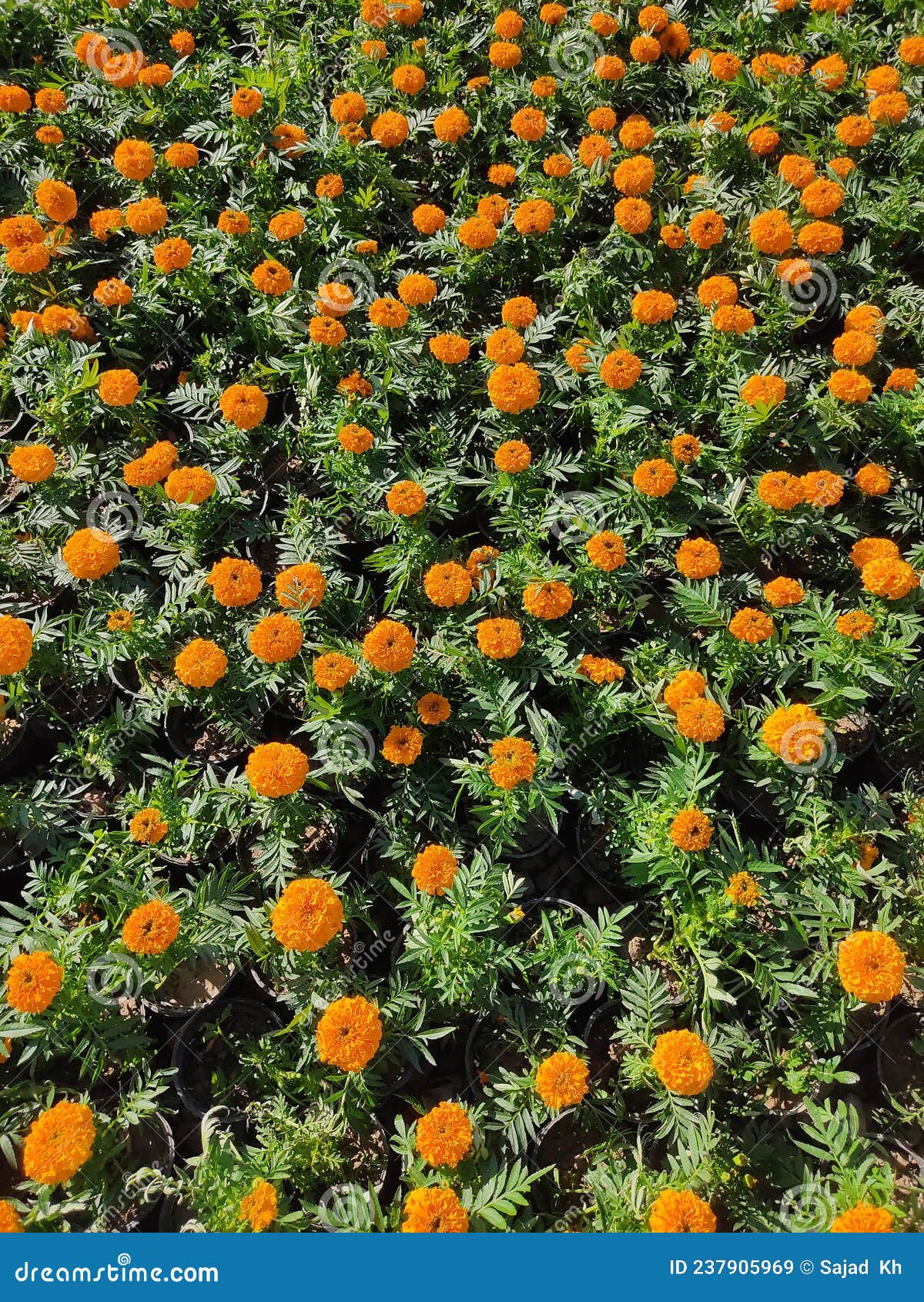 Flowers are the Truest Language of Love Stock Image Image of autumn