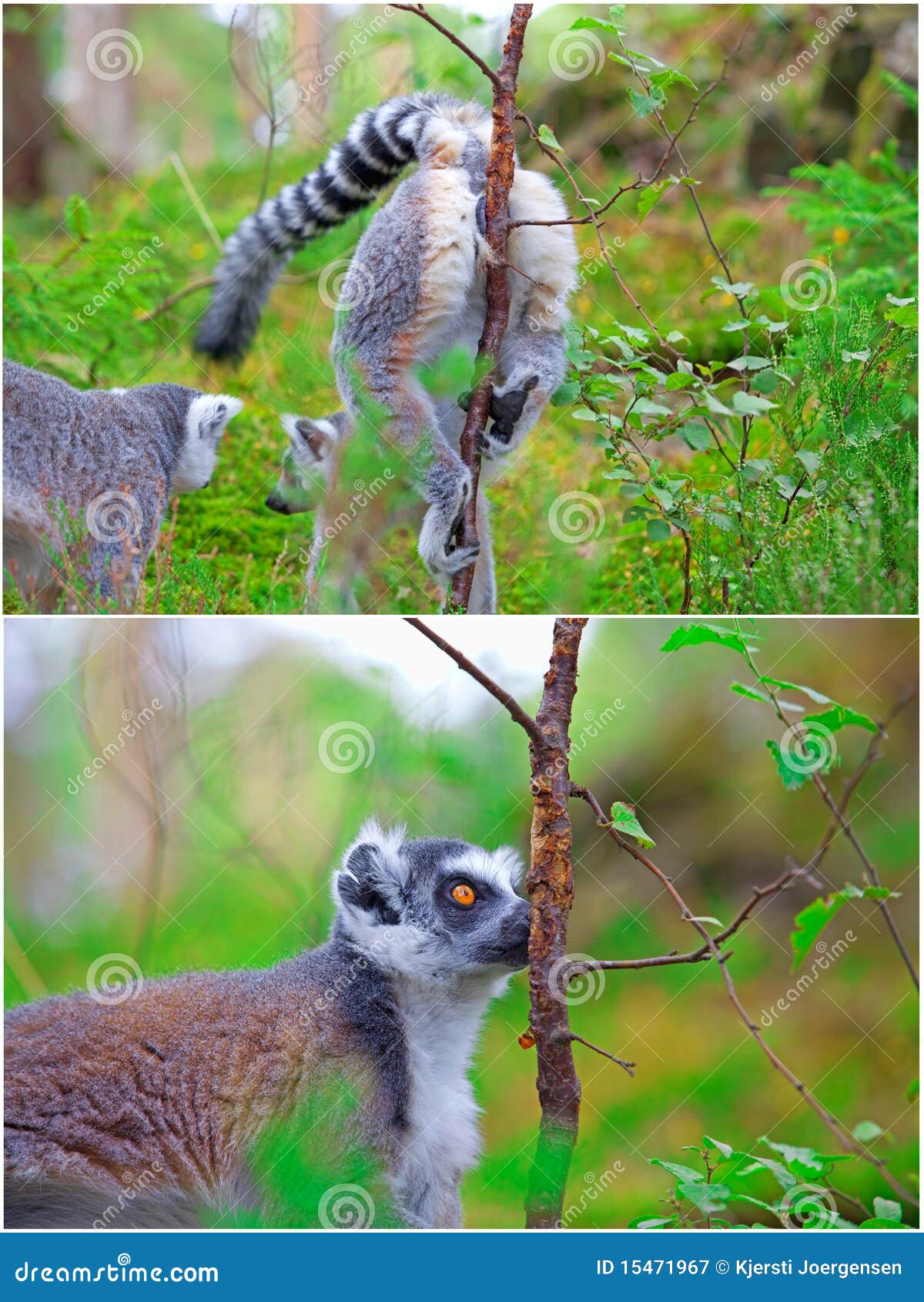 Ring Tailed Lemur - Rain Forest Reports