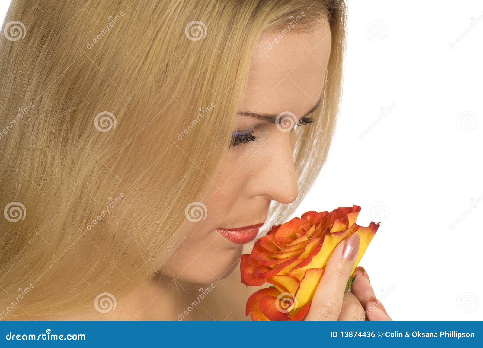 Scent of a Rose stock photo. Image of nature, close, body 13874436