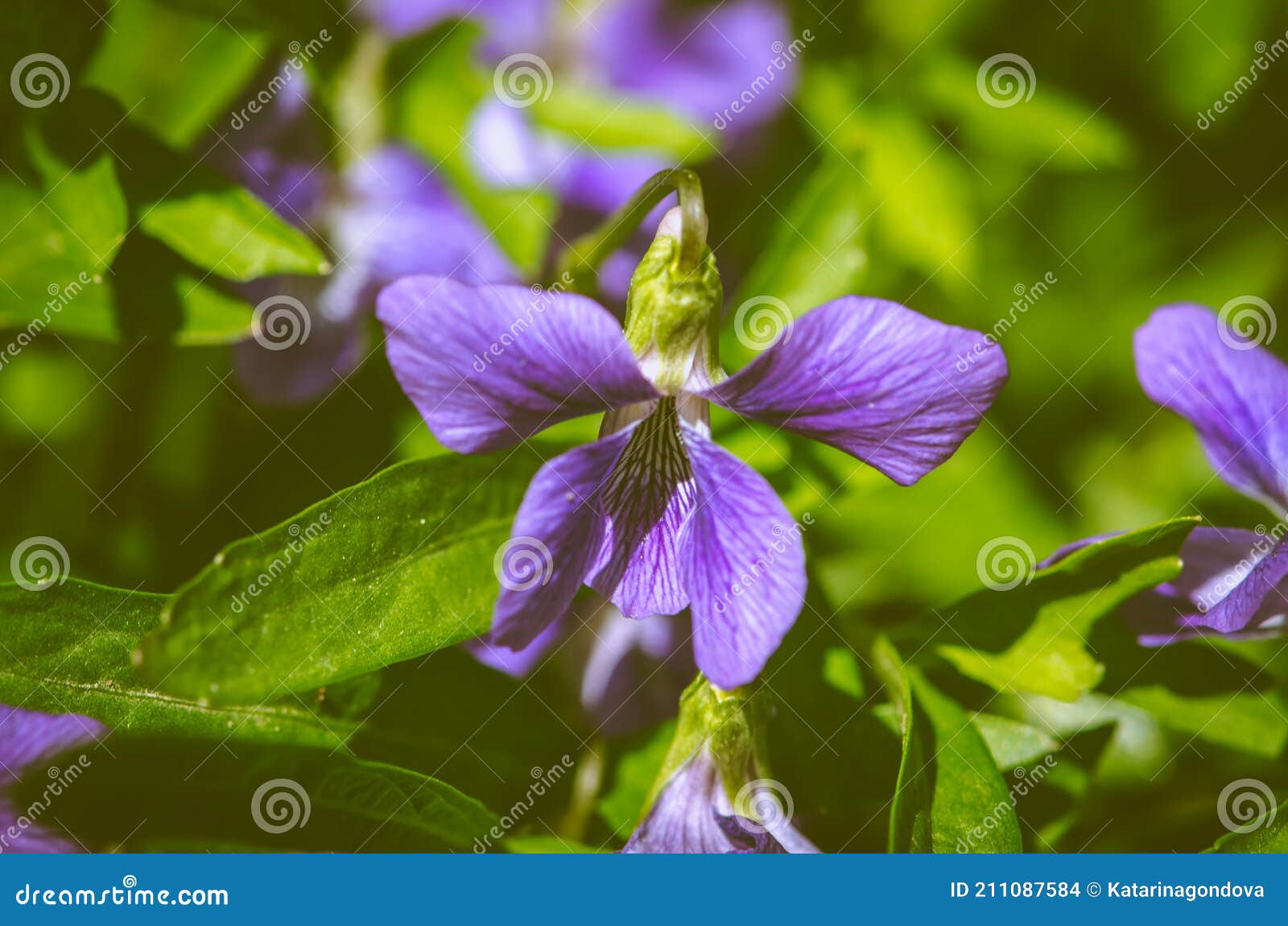 Scented Purple Viola Flower Stock Photo Image of blossom, close 211087584
