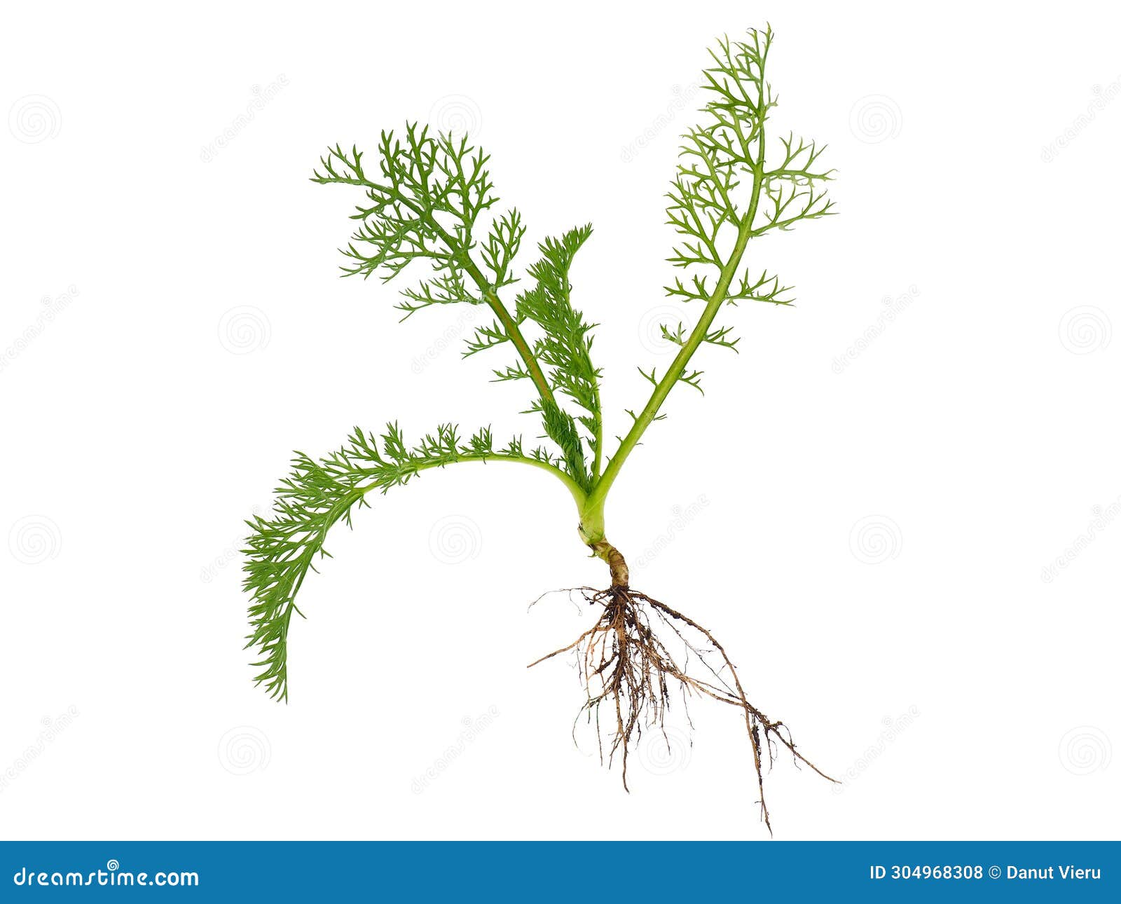 scentless false mayweed  on white background, tripleurospermum inodorum