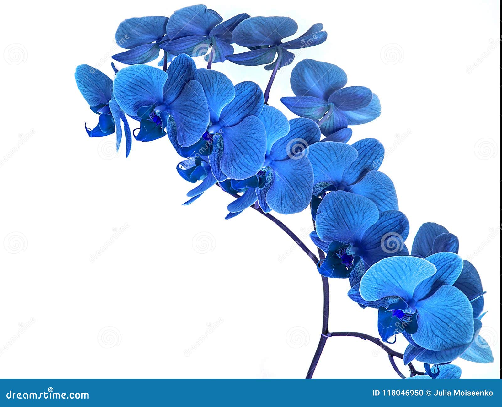 Schone Blaue Orchidee Ohne Hintergrund Helle Blaue Orchidee Bluht Auf Einem Weissen Hintergrund Stockfoto Bild Von Knospe Kopf 118046950