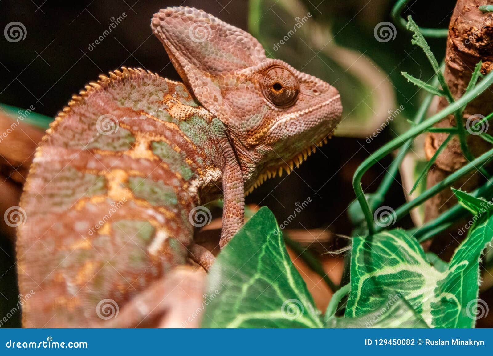 Schone Eidechse Des Der Jemen Chamaleons Verschleiertes Chamaleon Chama Stockfoto Bild Von Verschleiertes Chamaleons