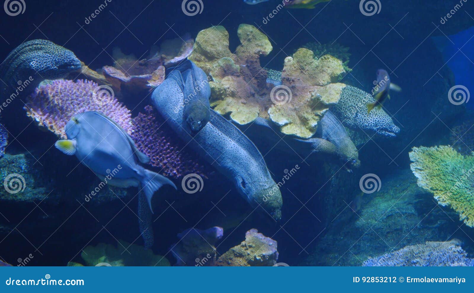 Schone Exotische Sehen Fische In Einem Aquarium Scene Sous Marine Stockfoto Bild Von Meer Wasser