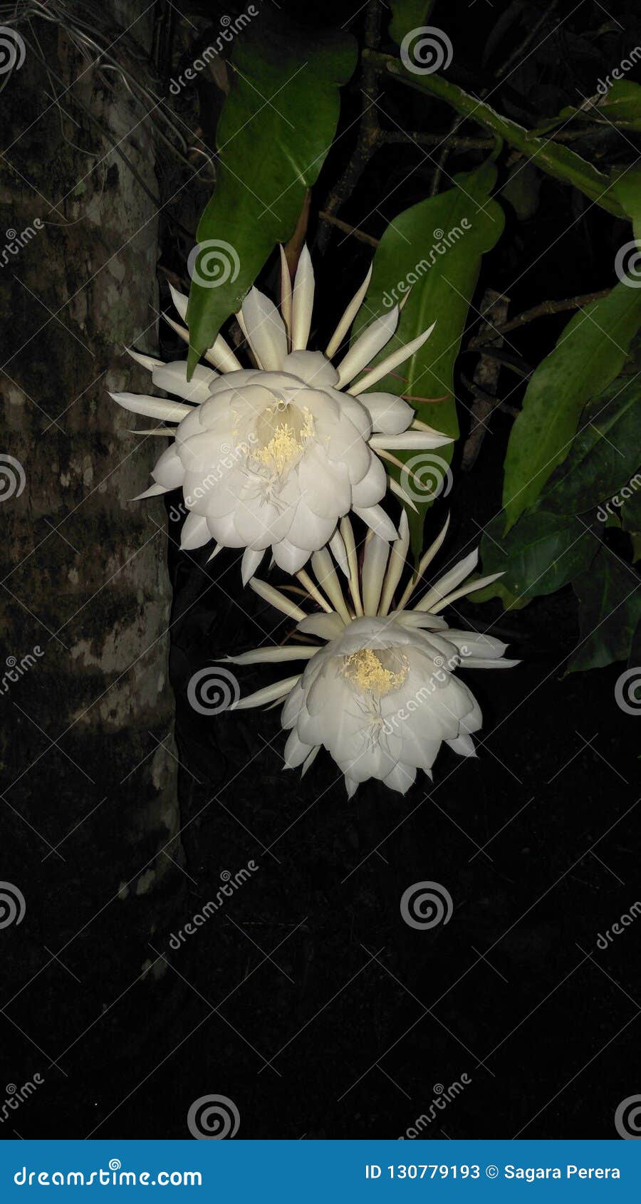 Schone Naturliche Weisse Farbe Epiphyllum Oxypetalum Blumen Von Sri Lanka Stockbild Bild Von Reizend Nett Schone Naturliche Weisse Farbe Epiphyllum Oxypetalum Blumen Von Sri Lanka Stockbild Bild Von Reizend Nett