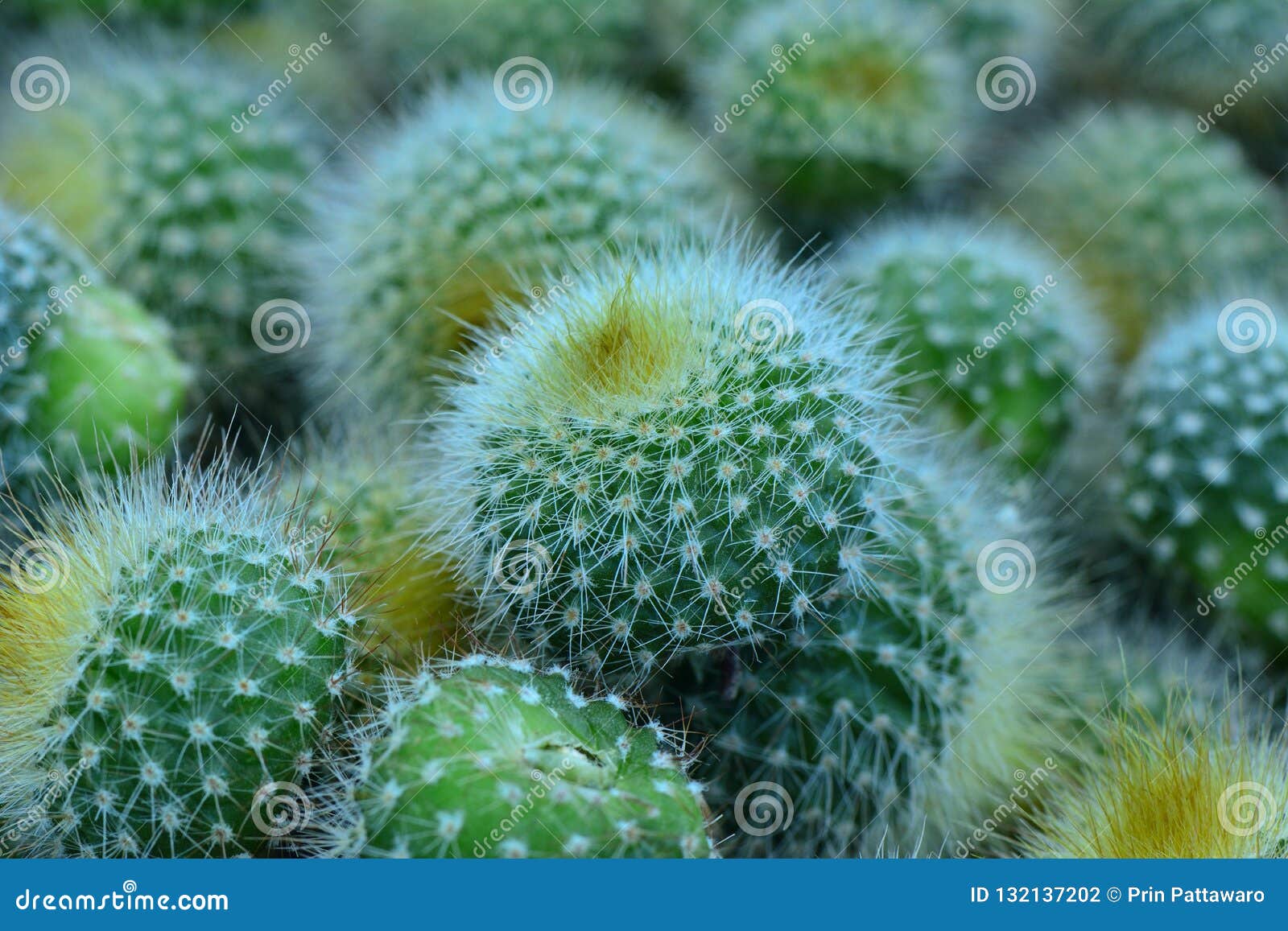 Schöne Ovale Babykartoon Kaktuskaktus in Blumentöpfen in Stockfoto ...
