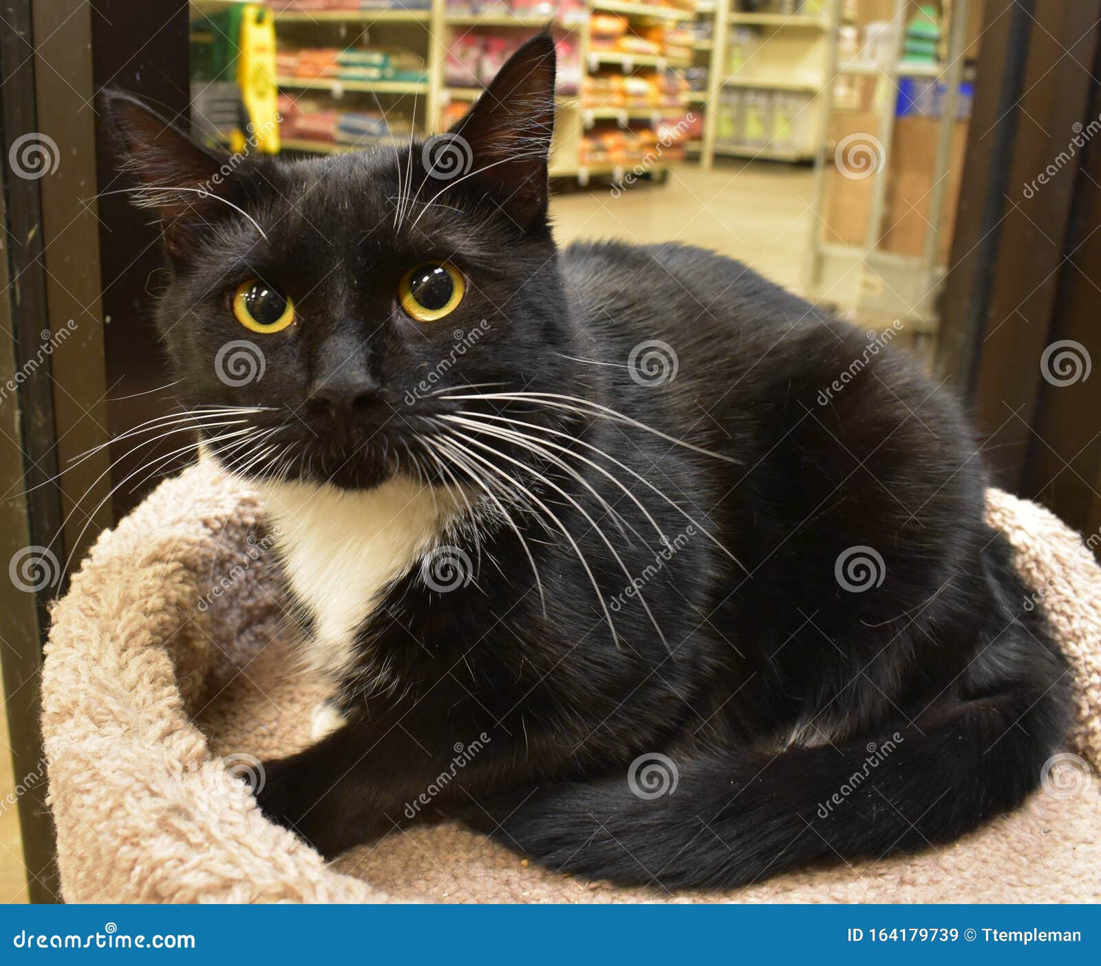 Schone Schwarz Weiss Katze Beim Pet Adoption Event Stockbild Bild Von Weiss Schone