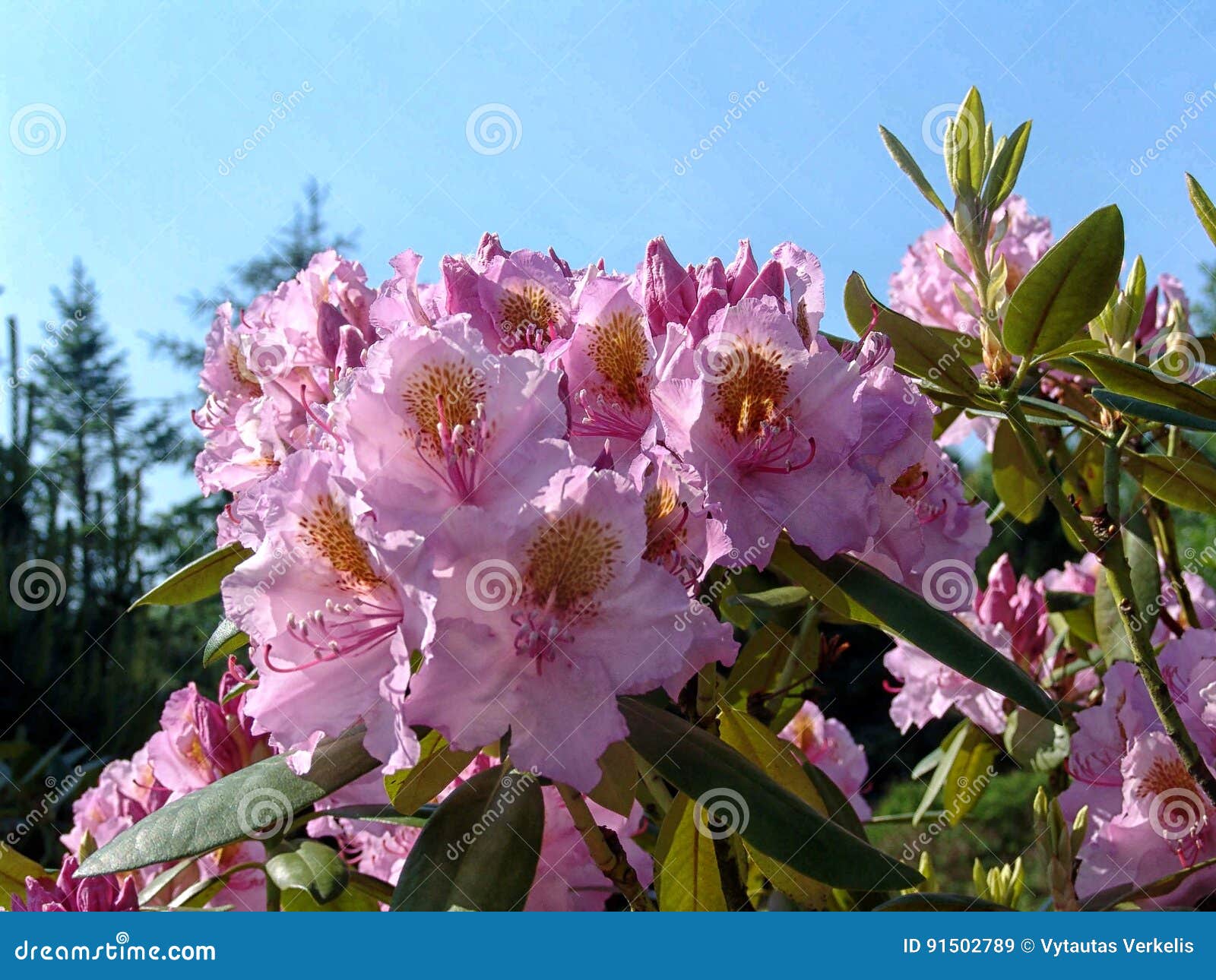 Schone Tropische Rhododendronblumen Nette Bluhende Pflanzen Im