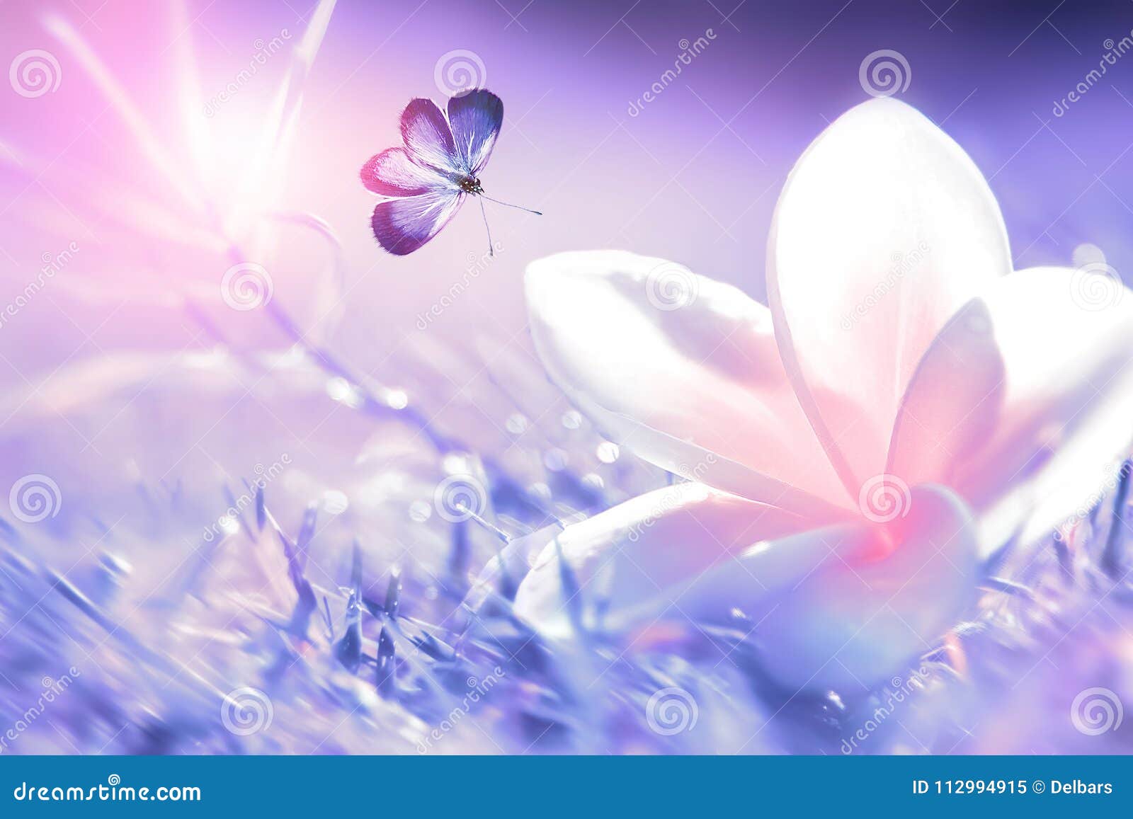 Leinwandbild Schmetterling auf einer Blüte  Frühling