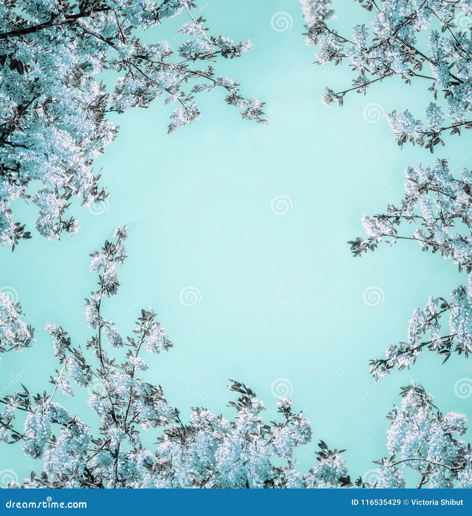 Schoner Blumenhintergrund Mit Blauer Blute Auf Hellem Turkis Rahmen Stockbild Bild Von Rosa Auslegung 116535429