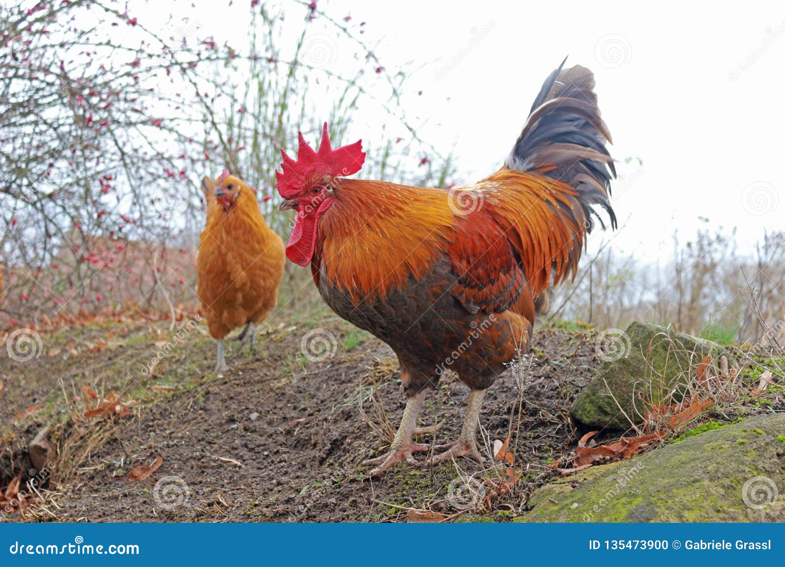 Schöner Hahn Und Henne in Einem Garten Stockfoto - Bild von exemplar ...