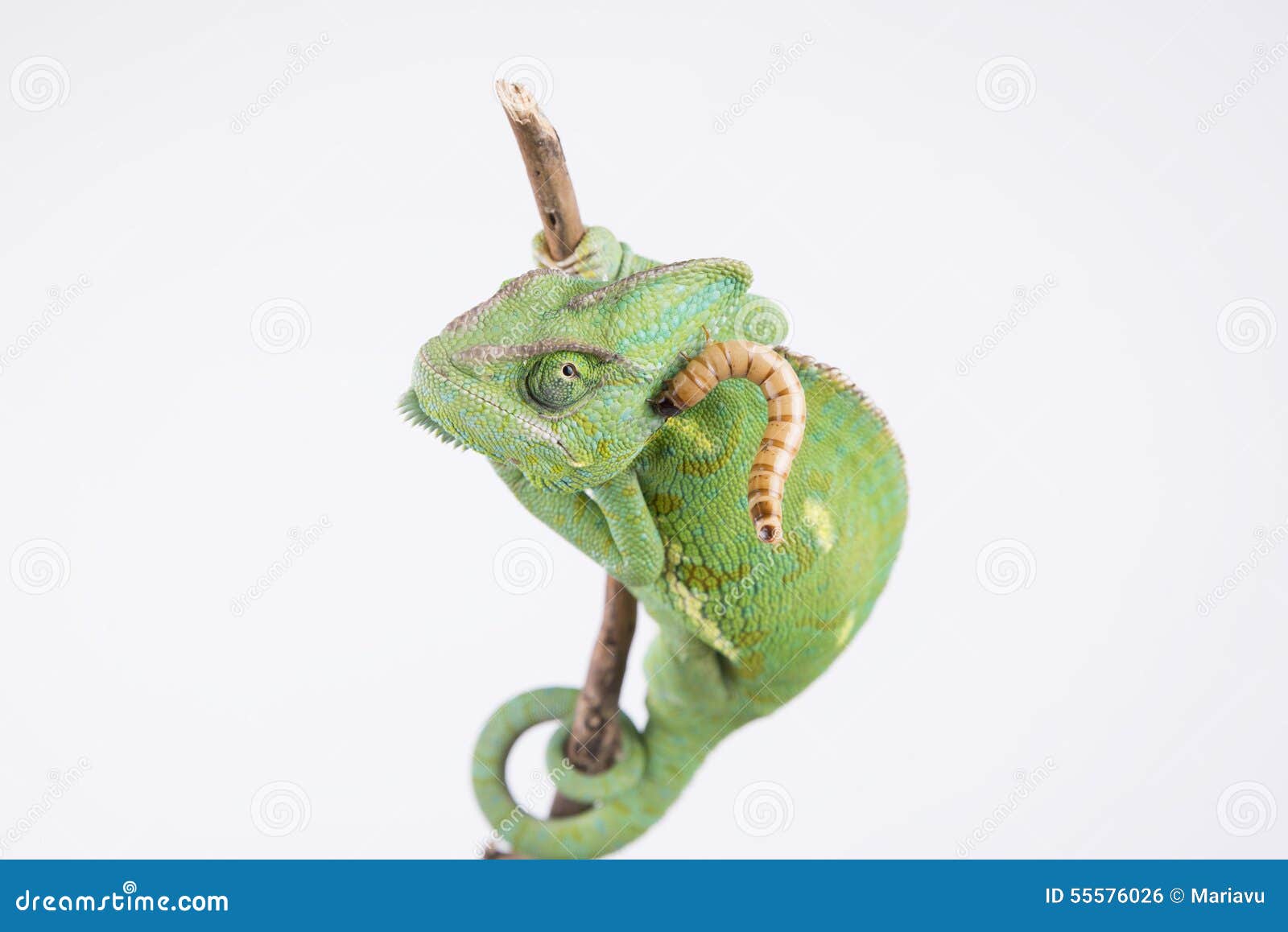 7 709 Chamaleon Fotos Kostenlose Und Royalty Free Stock Fotos Von Dreamstime