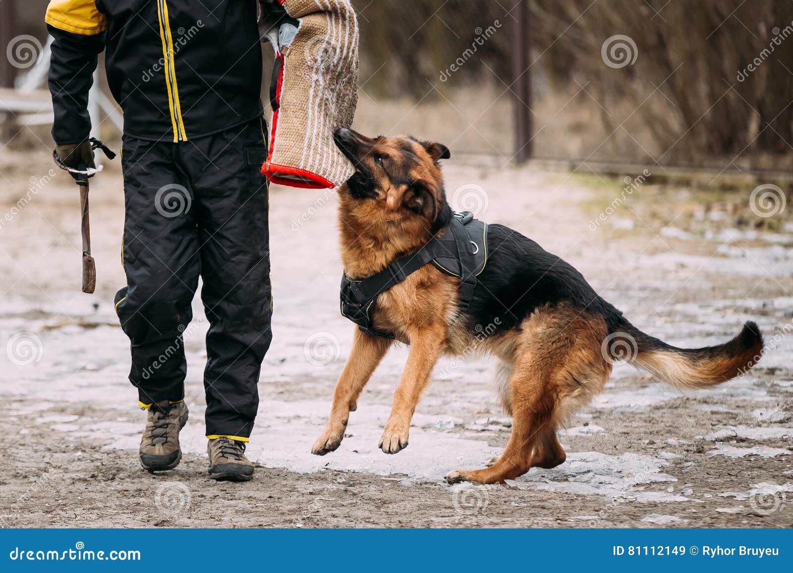 SchäferhundDogTraining Beißender Hund Stockbild Bild von braun