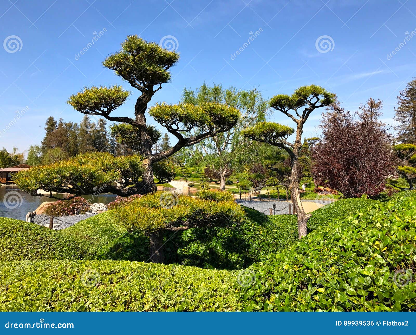 Schöne Blumen Und Bäume Im Japanischen Garten Stockfoto