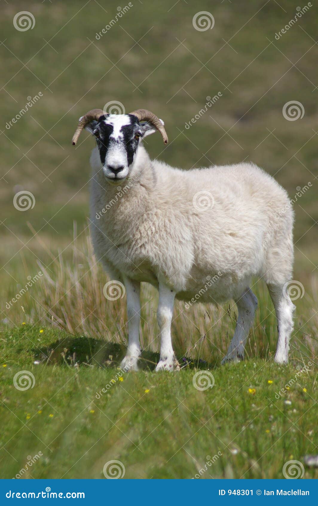 Schafe. Ein Abschluss oben eines Schafs auf einem Gebiet in Schottland